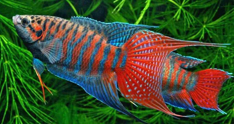C thin đường (paradise fish)
