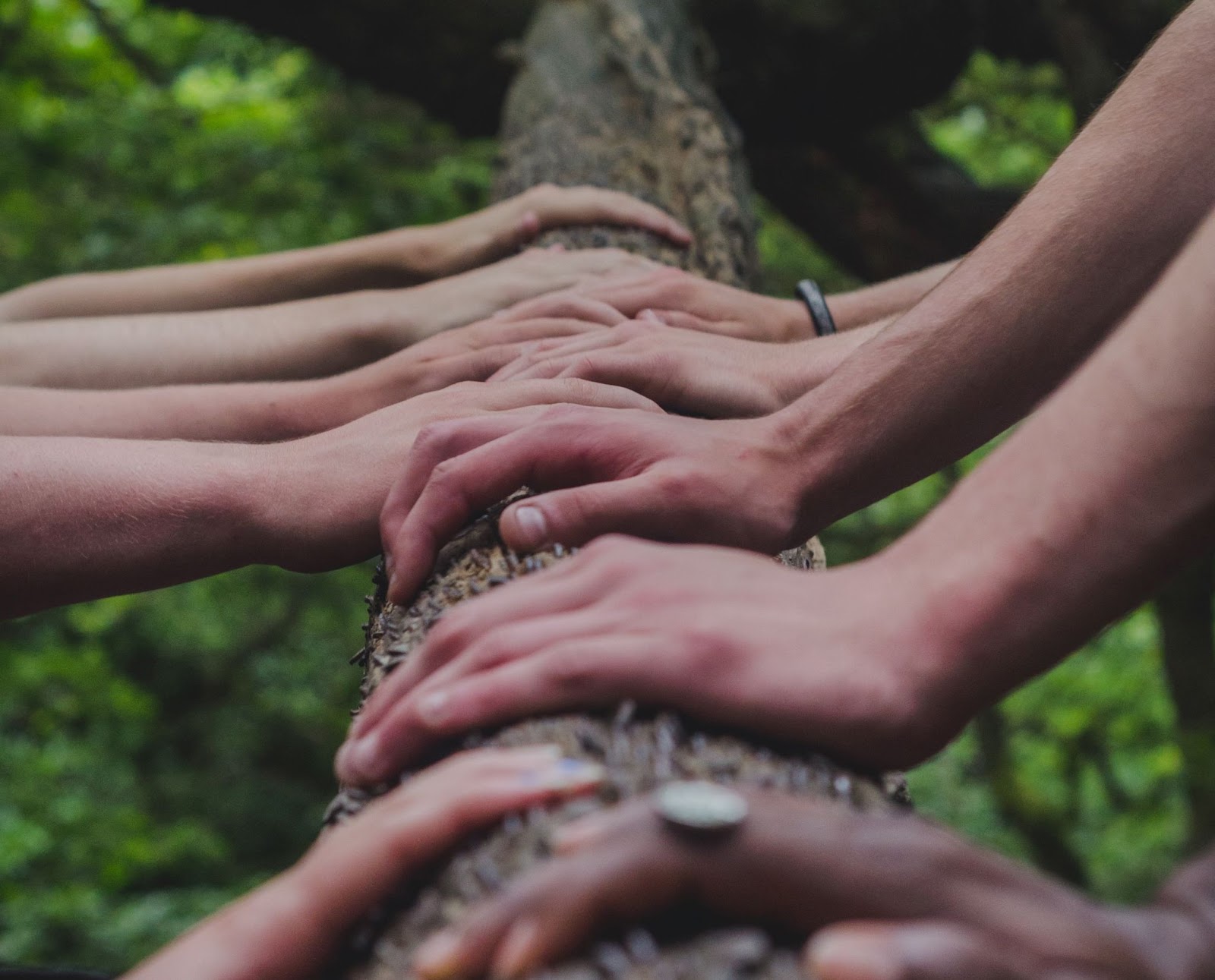 Diversas mãos encostadas no tronco de muna árvore com folhas ao fundo.