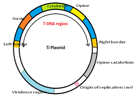 Ti plasmid