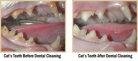 pet dental services in Hicksville