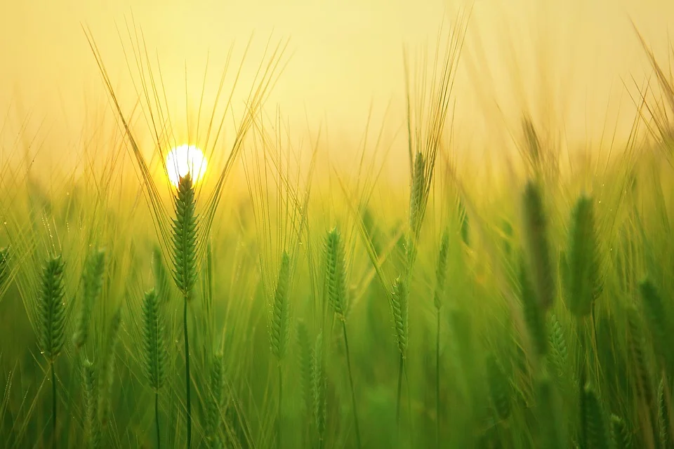 marketing digital para empresas de insumos agricolas