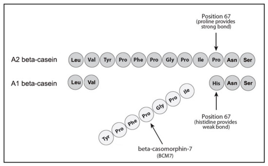 beta casein molecule structure 