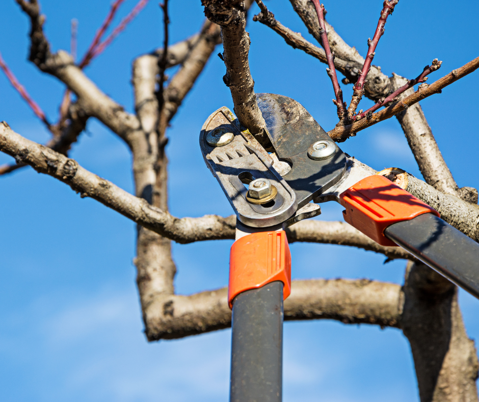 Loppers can be used for Pruning tree canopies