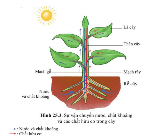 Câu hỏi trang 117 SGK TN&XH 7 CD tập 1