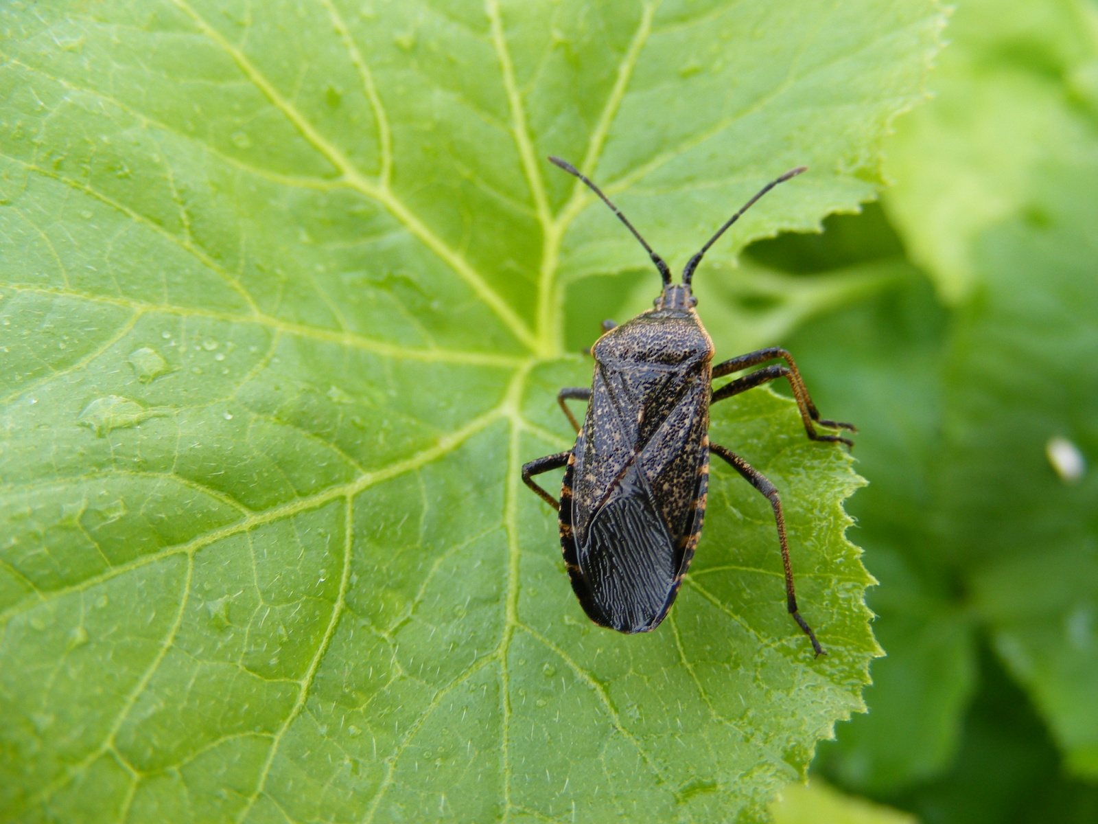 Close-up photo of multiple small black and yellow bugs on the leaves of a green zucchini squash plant in a garden