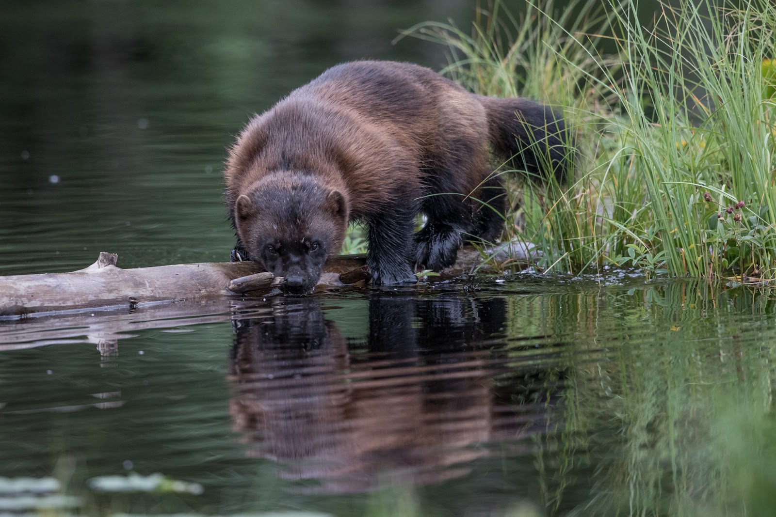 wolverine