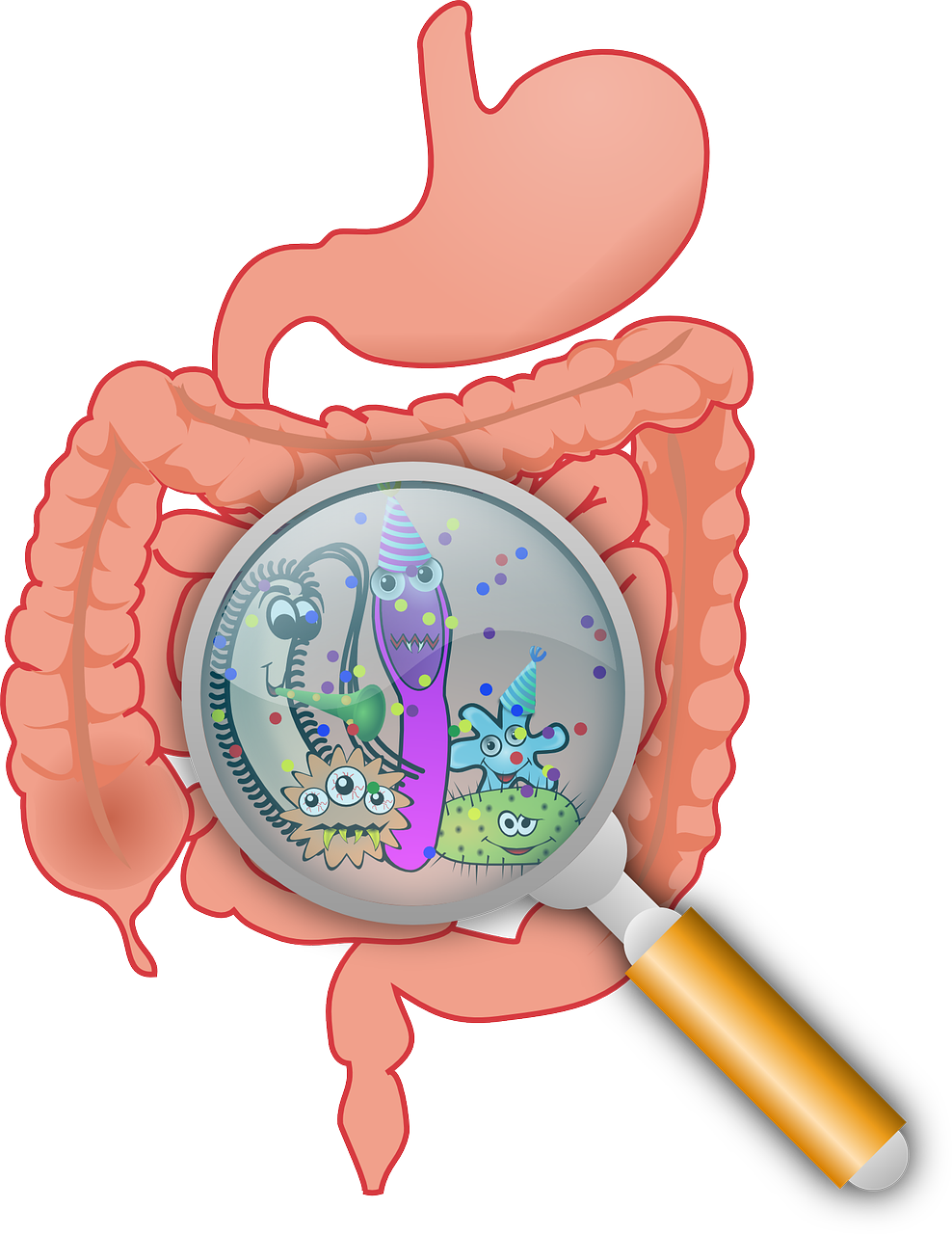 Illustration of bacteria under a magnifying glass in the bowels