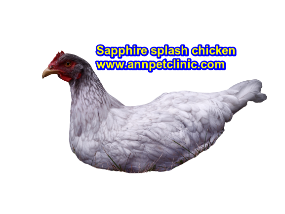 sapphire splash chicken