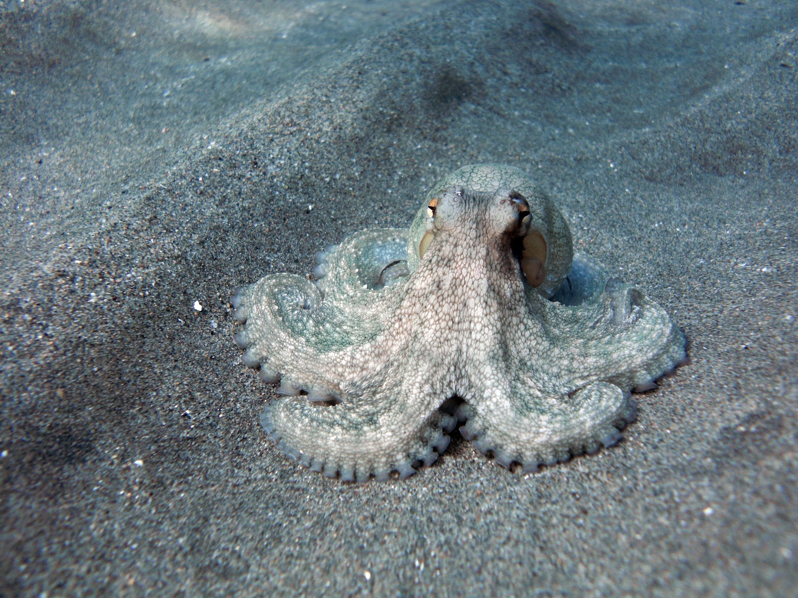 Octopus_Vulgaris.jpg
