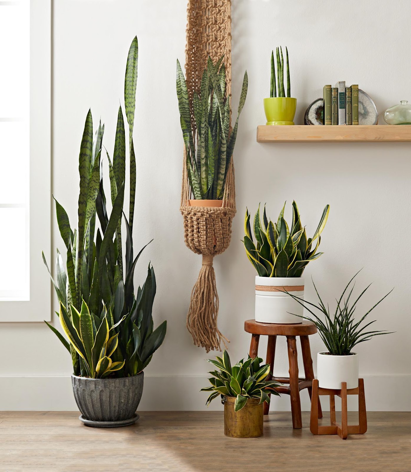 5 Hard-to-kill Indoor Plants For You Aspiring Plant Parents