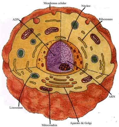 'Organelas citoplasm�ticas'