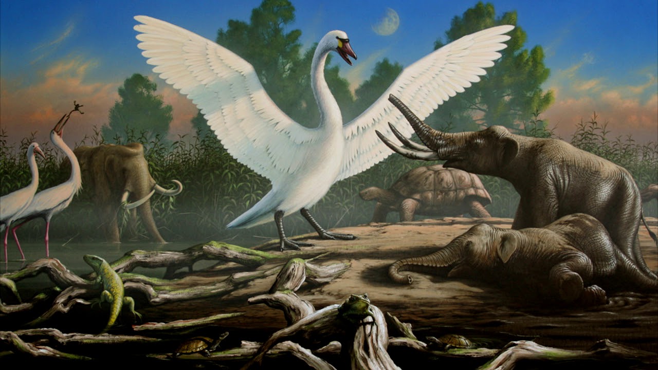 Cygnus falconeri, the giant swan : r/Naturewasmetal