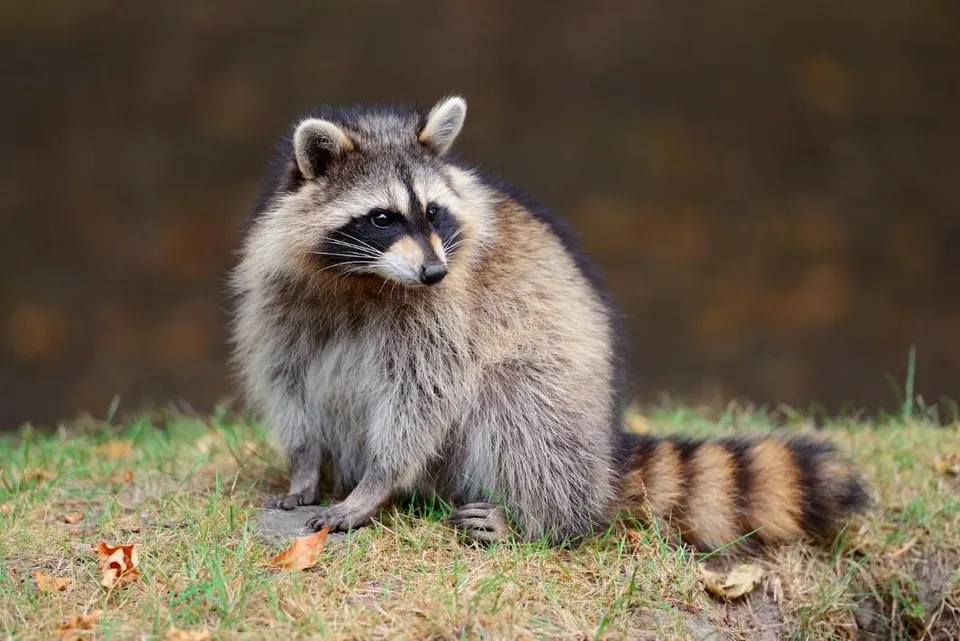 What Noises Do Raccoons Make