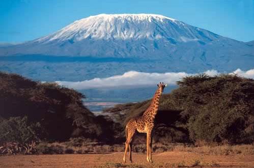 Risultati immagini per monte kilimangiaro