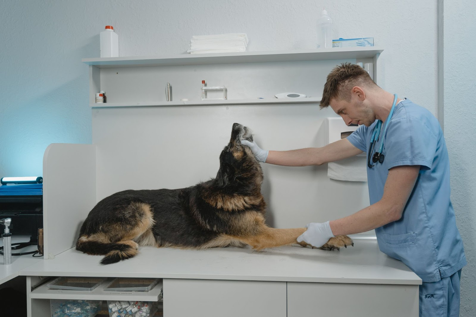 Veterinarian