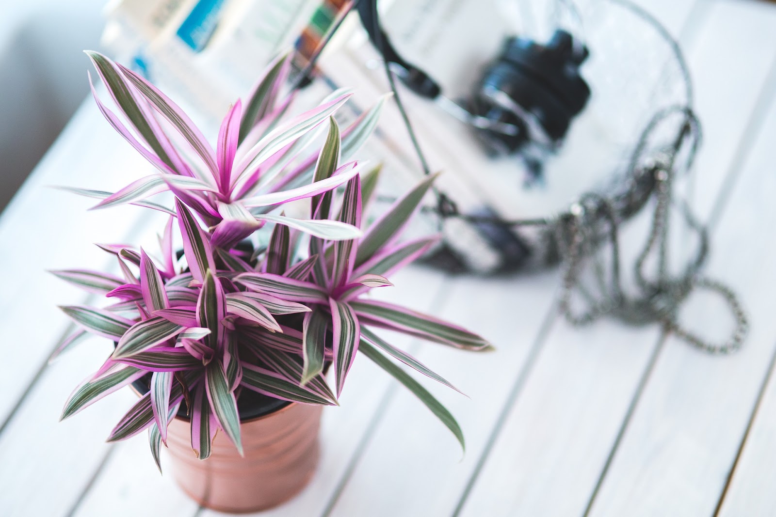 Houseplant with green and pink leaves