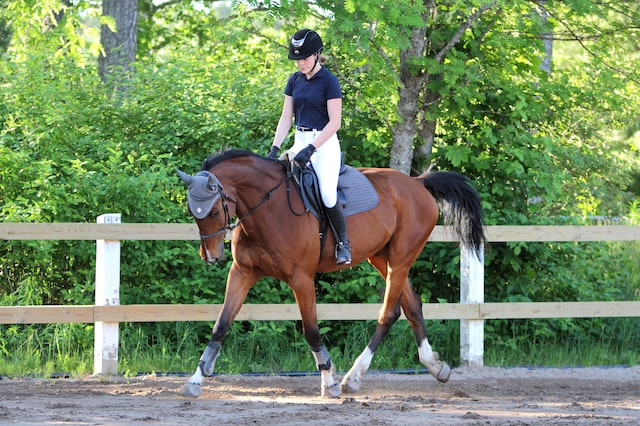 Horse and rider trotting with longitudinal bend in outdoor arena