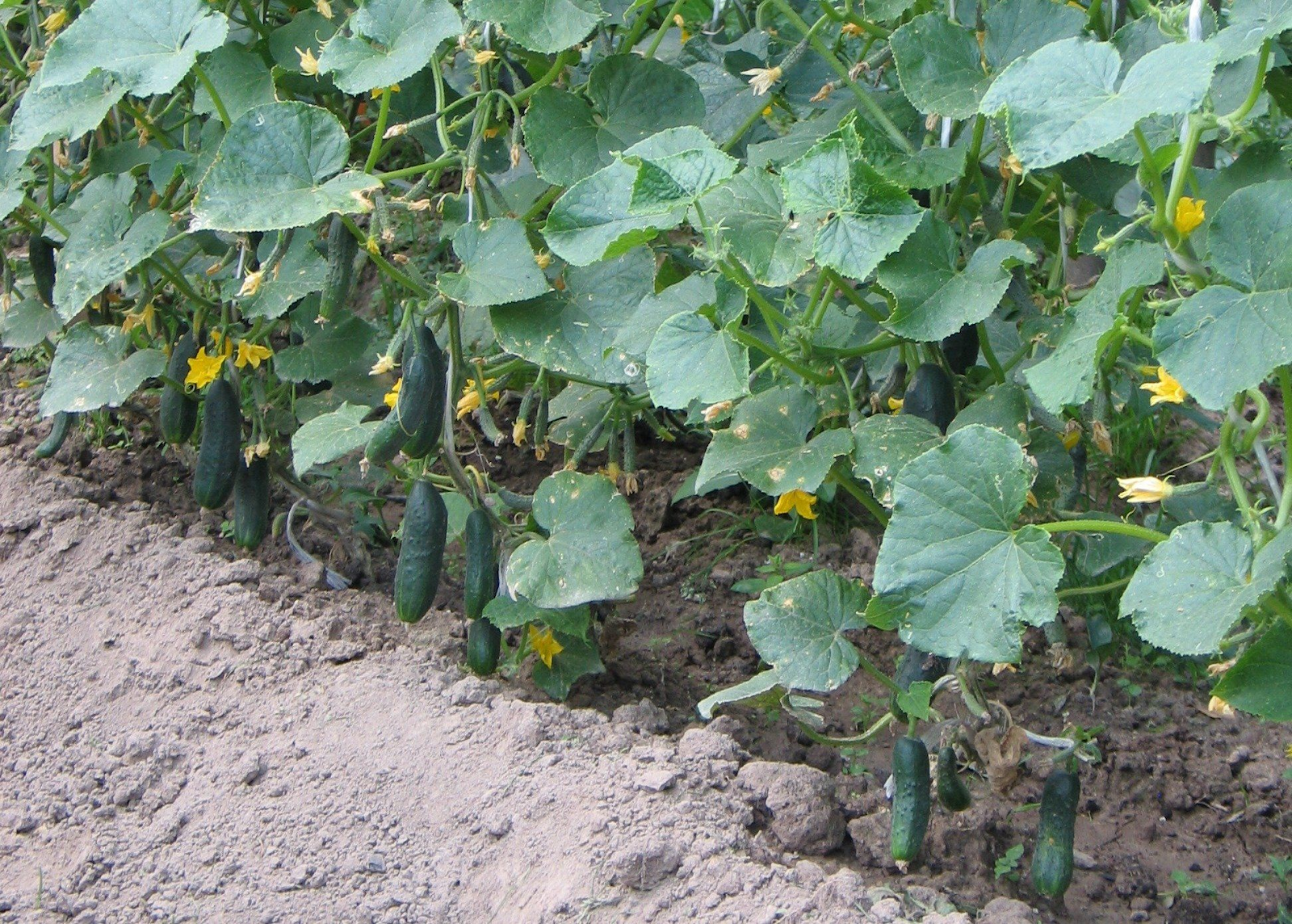 cucumber plant leaf with wilting and yellowing caused by bacterial wilt disease."