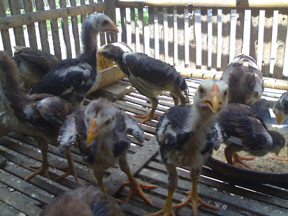 Budidaya Ayam Bangkok Menguntungkan