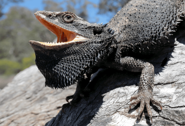 Black Bearded Dragons