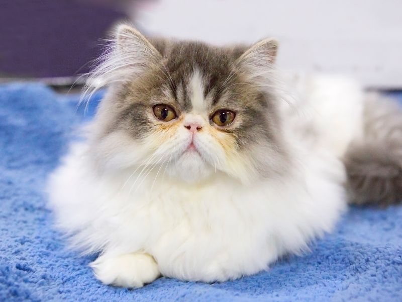 Persian-Cat-Care-Requirements