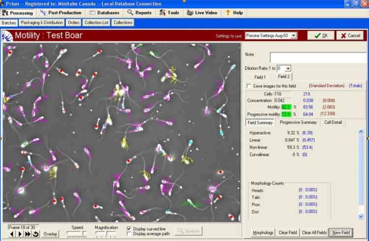  View of motility analysis by the SpermVision CASA system. (Courtesy of Minitube International).
