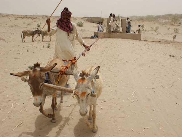  In the arid Tharparkar region, locals pull water from deep in the ground and use camels and donkeys to transport the heavy jugs. Credit: Irfan Ahmed/IPS 