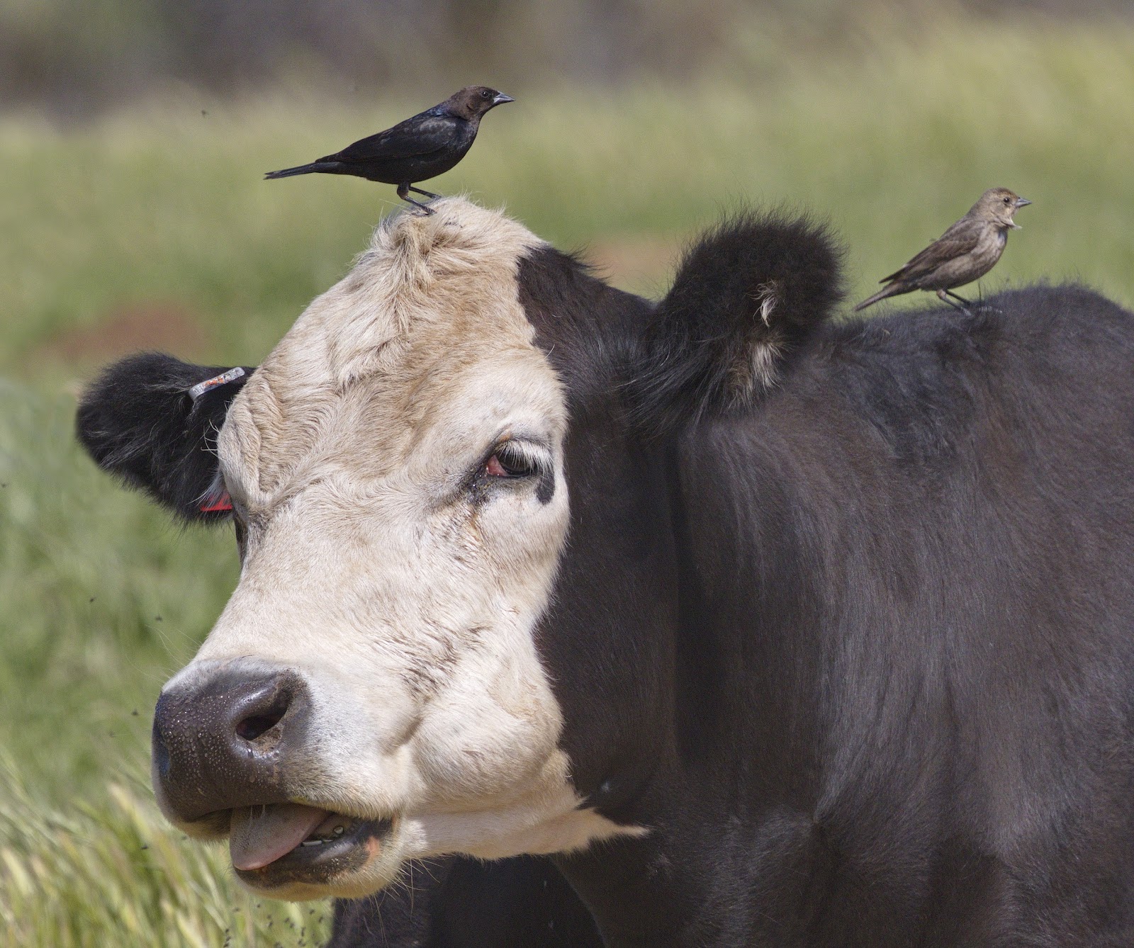 Image result for cowbird on a cow