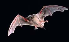 Free-tailed bat in flight