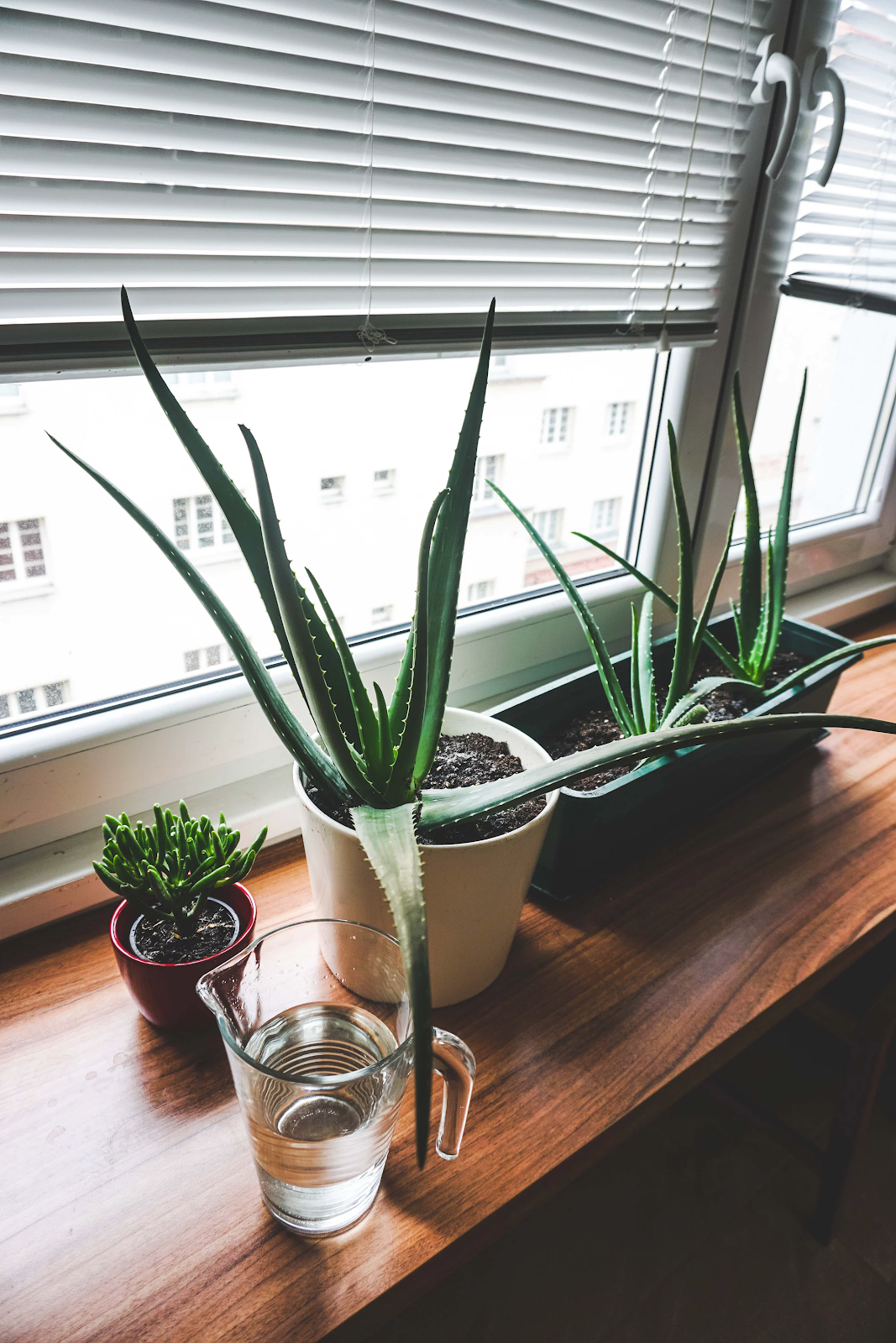 3 plantes d'aloe vera sur un rebord de fenêtre dans une chambre