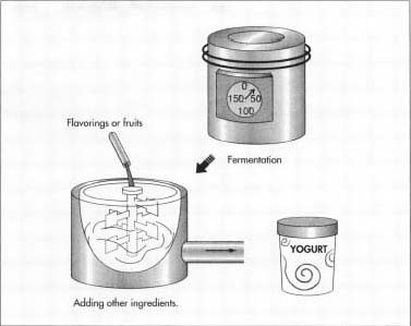 The milk substance is fermented until it becomes yogurt. Fruits and flavorings are added to the yogurt before packaging.
