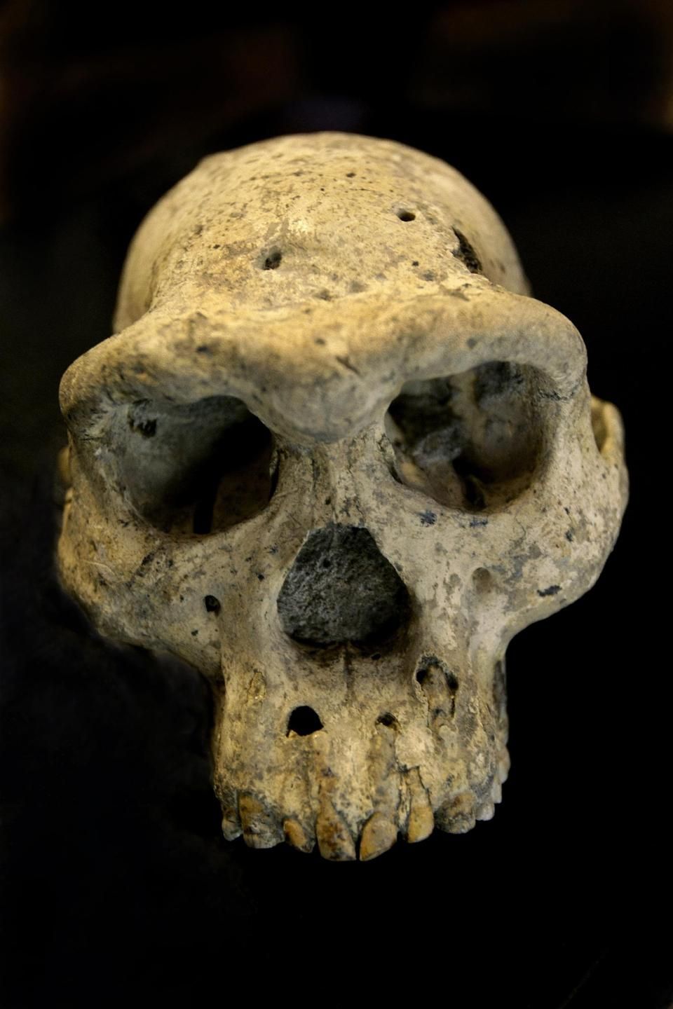 Самый древний череп человека. Дманиси череп древнего. Череп древнейшего человека. Древние люди с маленьким черепом.