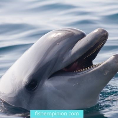 do dolphins lay eggs
