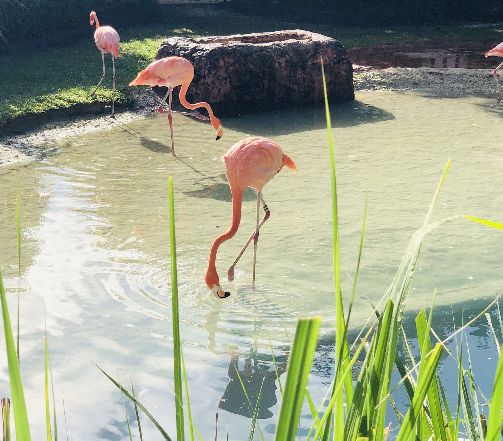 Pink flamingos in Bahamas