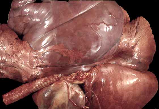 Anomalous lung development. This condition, broncho-pulmonary dysplasia is rare in horses and when this is severe leads to death in the newborn.