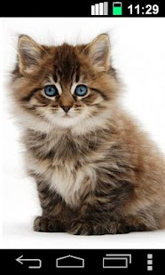 Dancing Purring Cat Live Wallp apk Review
