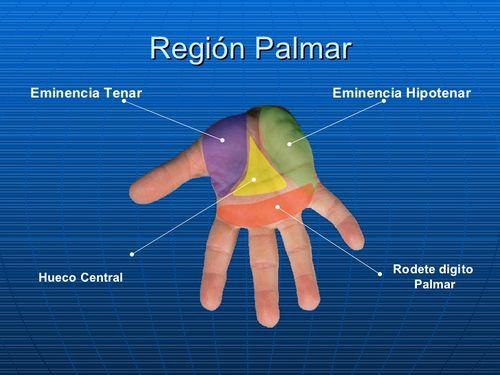 region palmar.jpg