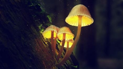 A picture containing fungus

Description automatically generated
