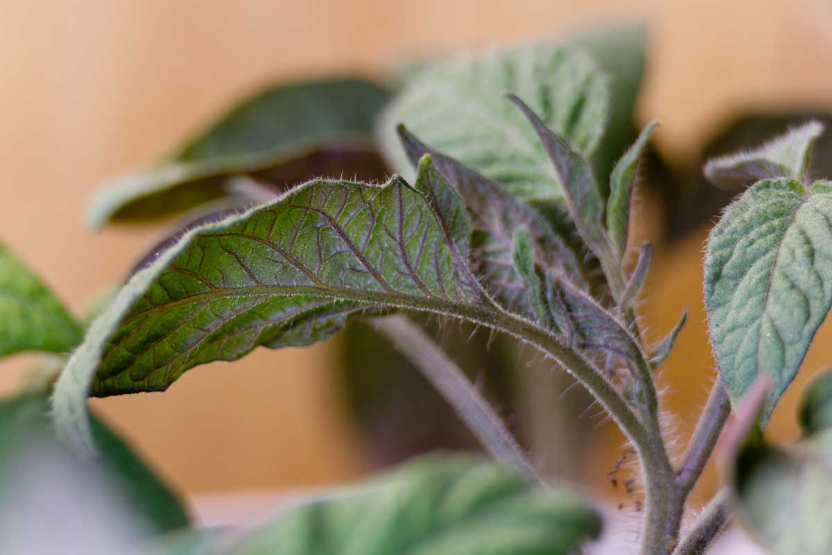 Causes of Tomato Leaves Suddenly Turning Purple
