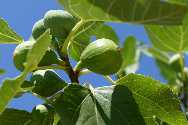 Fruitful Fig Tree Schedule