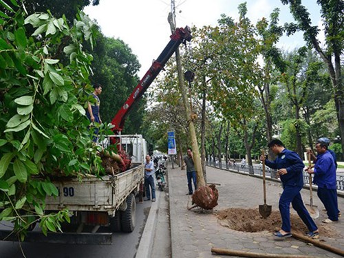 Cây cần được bứng đúng kỹ thuật để phát triển tốt sau khi trồng lại
