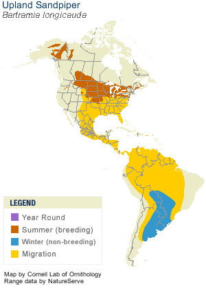 pland Sandpiper Range Map