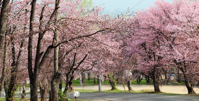 昼も夜も綺麗な桜が楽しめる「旭山公園」