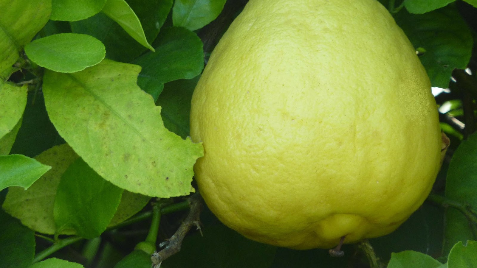 types of lemons