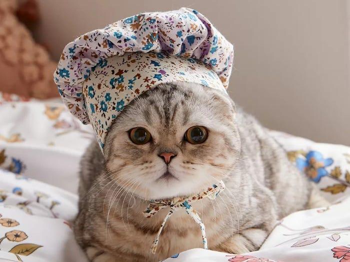 white and gray scottish fold cat wearing a floral print bonnet