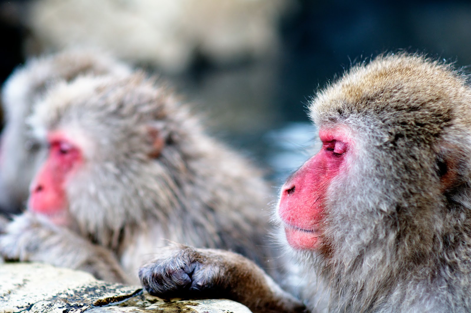 File:Japanese Macaque Fuscata Image 357.jpg - Wikimedia Commons