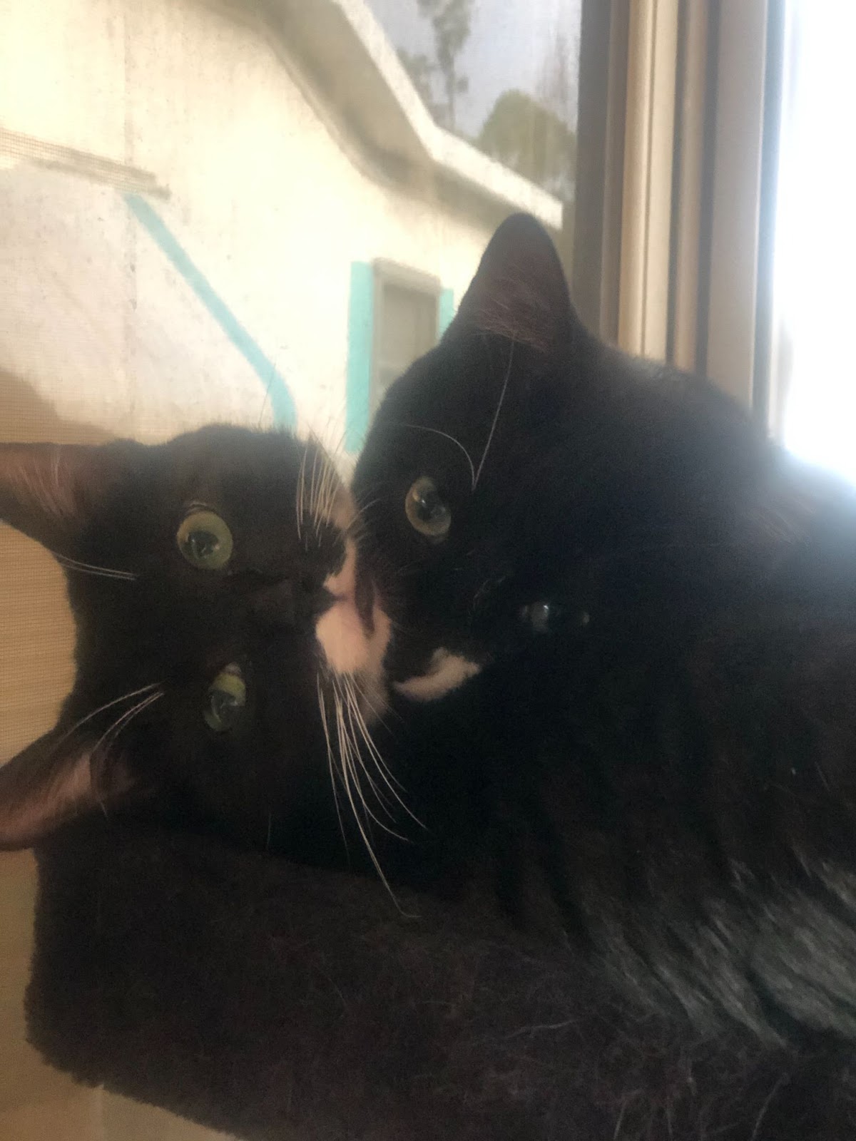 Merlin and Maisey
