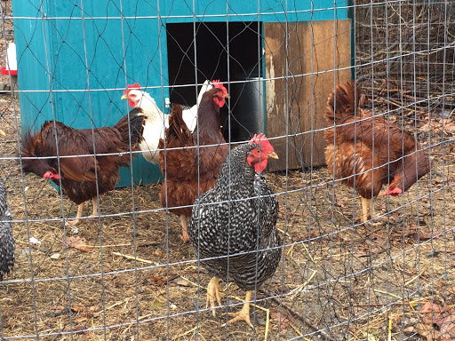 chickens for sale sussex county nj