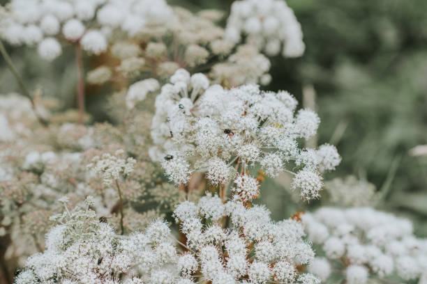 Hemlock, adalah tanaman beracun yang mematikan (Photo: Getty Images)