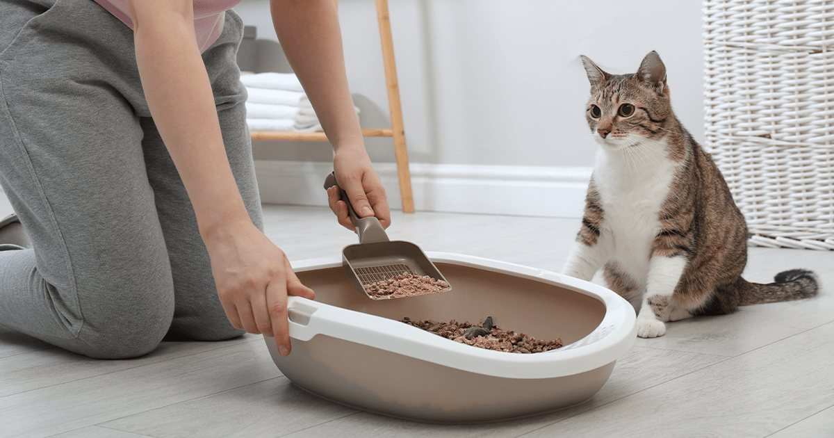 Woman kneeling to clean cat litter tray with scoop while cat sits beside watching